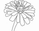 Zinnia Coloring Pages  Best For Kids sketch template