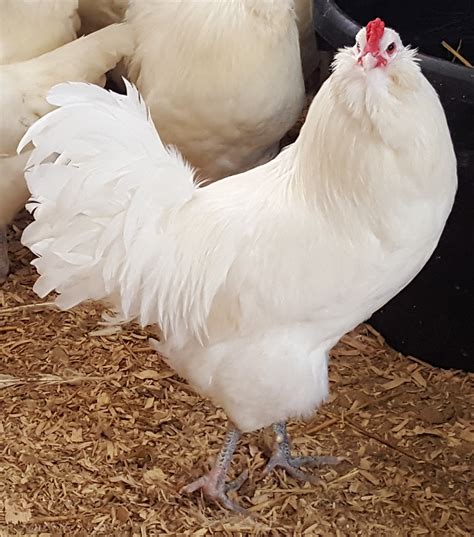 White Ameraucana Chickens For Sale - Baby Chicks | Cackle Hatchery®