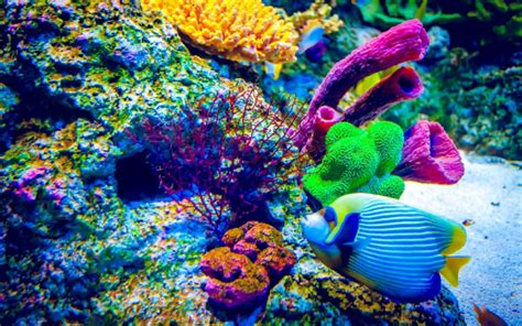 Are Corals Animals, Plants, or Rocks? | Wonderopolis