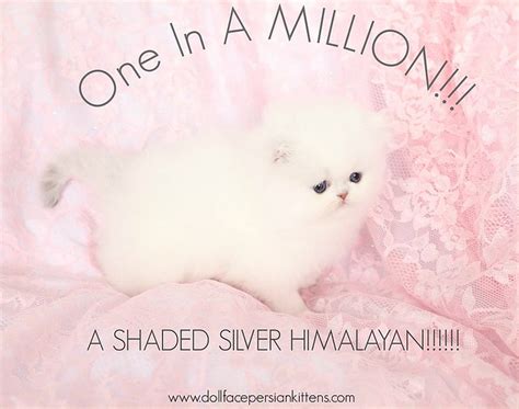 Himalayan / Colorpoint Persian Cat Pictures and Information