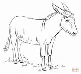 Donkeys Coloring Page Free  Home sketch template