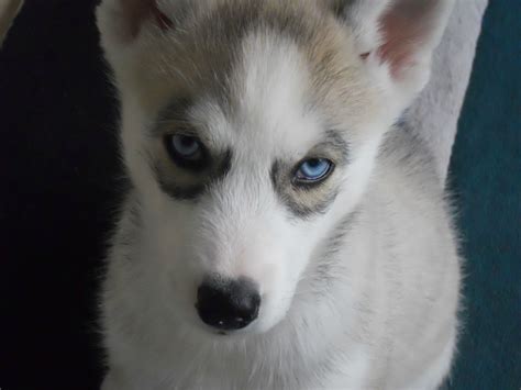 Pomsky Puppies For Sale Images : Biological Science Picture Directory – Pulpbits.net