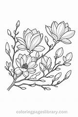 Free Printable Magnolia Coloring Pages For Kids sketch template