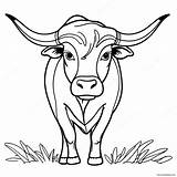 Fierce Texas Longhorn Bull Coloring Page 42954 33971 sketch template