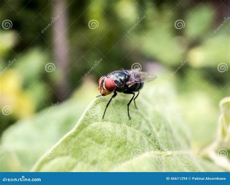 Small insect in the garden stock photo. Image of background - 46611294