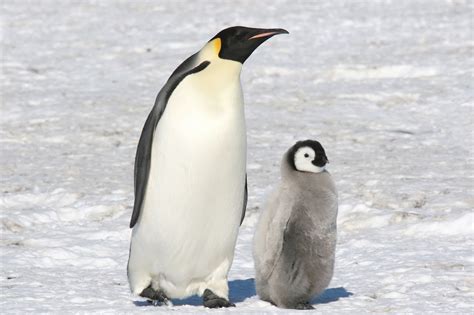 Geração Polar Portugal: Feliz Dia do Pai, Pinguim Imperador