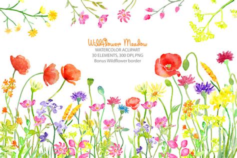 Watercolor Wild flower Meadow ~ Illustrations ~ Creative Market