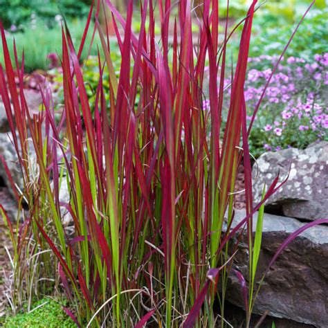 Red Baron Japanese Blood Grass