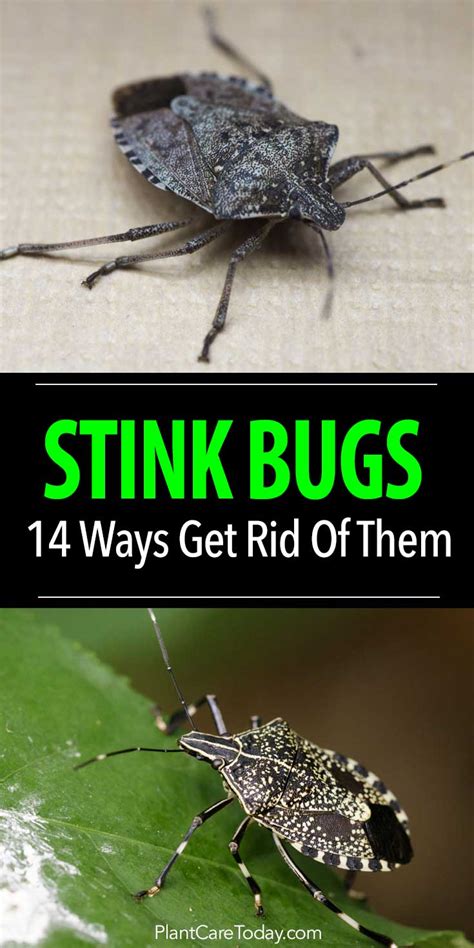 14 Ways To Get Rid Of Stink Bugs - How To Make Your Home An Unfriendly ...