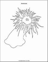 Kelp Coloring Page At GetColoringscom  Free Printable Colorings Pages sketch template
