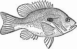 Crappie Fish Coloring Page Sketch sketch template