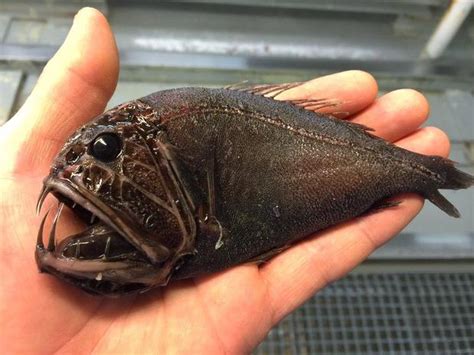 Crazy-looking fish - Crazy-looking fish from the deep sea - Pictures - CBS News