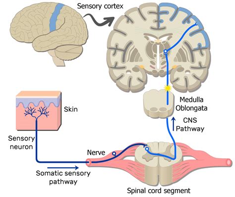 Examples of Somatic Nervous System Pathways | GetBodySmart