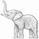 Elephant Coloring Pages For Adults  Best Kids sketch template