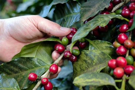 Arabica Coffee Bean Plant 4 Pot Grow Brew Your Own Coffee Beans | ubicaciondepersonas.cdmx.gob.mx