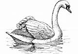 Floating Swan coloring Page  Free Printable Coloring Pages sketch template