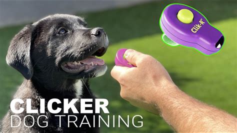 How to Train Your Dog with a CLICKER. - YouTube