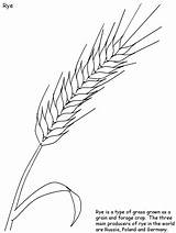 Grain Coloring Pages sketch template