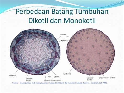 Koleksi Populer 21+ Gambar Tanaman Dikotil Dan Monokotil