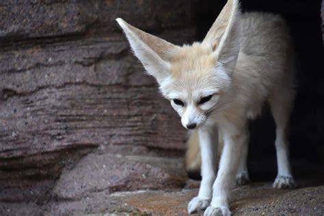 Picture 6 of 12 - Fennec Fox (Vulpes Zerda) Pictures & Images - Animals ...