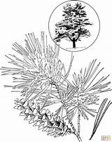 Pine Tree Coloring Page  Home sketch template