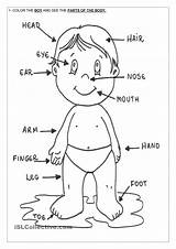 Human Organs Coloring Pages At GetColoringscom  Free Printable sketch template