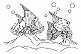 30  Angelfish Coloring Pages Free Printable PDF JPG PNG & Online sketch template