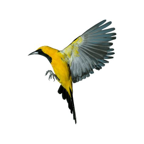 Golden Oriole, Photo Clipart, Png Photo, Orioles, Hd Photos, Png Images, Photo Image, Clip Art ...