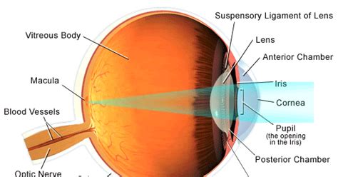 The Health and Disease Blog: Refractive Errors of the Eye: Basic Pathology of the Refractive ...