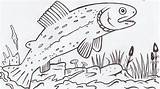 Rainbow Trout Drawing Sketch Coloring Page sketch template