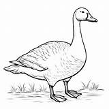 Premium Photo  Free Printable White Geese Coloring Pages For Children sketch template