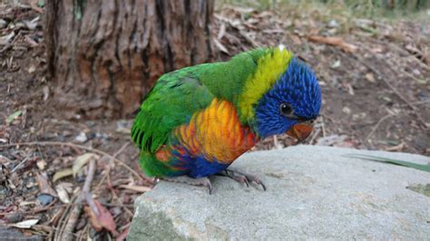 Baby Rainbow Lorikeet - NSW, Australia : r/aww