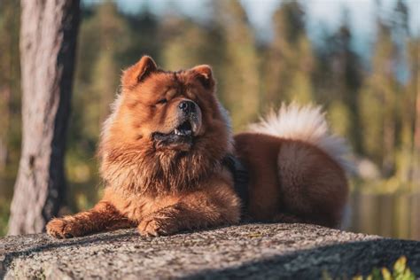 Chow Chow Colors: A Complete Guide For Chow Chow Lovers