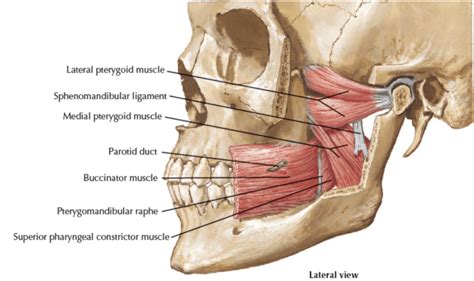 lateral pterygoid Archives ~ MaryAnn Reynolds, MS, LMT, BCTMB