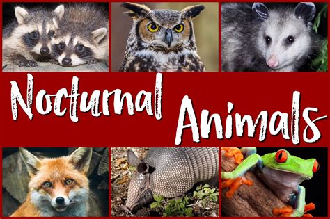 5 Super Tips for Teaching a Nocturnal Animals Unit | PAWSitively Teaching | Bloglovin’