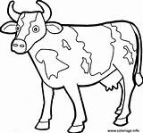 Coloriage Boeuf Dessin Vache à Imprimer sketch template