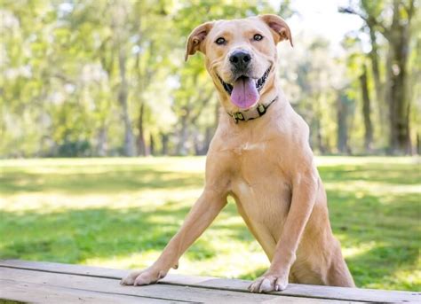 Dingo Lab Mix