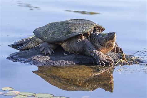 Five Fast Facts About Intimidating Snapping Turtles