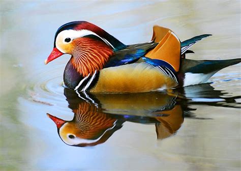 The Mandarin Duck - The Beautifully Colored Asian Duck