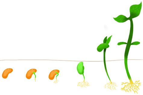 Geotropism is the movement of plants in response to gravity