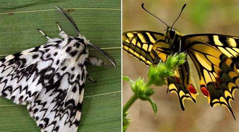 Types of Moths With Identification and Pictures (Identification Chart ...