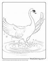 100  Swan coloring Pages Free PDF To Print Woo Coloring sketch template