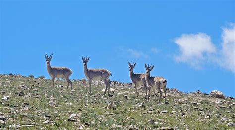 Abhishek Ghoshal, Conservation Ecologist | Nature inFocus