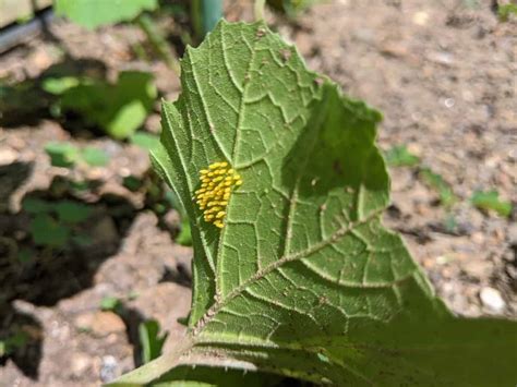 How To Get Rid Of Squash Lady Beetles - Cooped Up Life