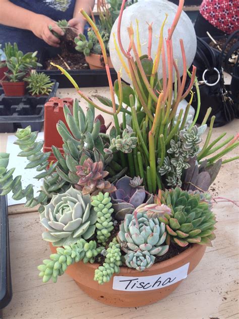 My succulent pot! | Succulent garden diy, Succulents in containers, Plants