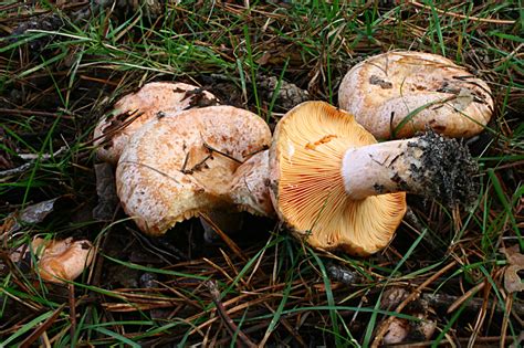 Lactarius deliciosus: The Ultimate Mushroom Guide + 6 Recipes