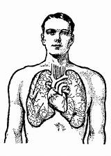 Coloring Page Lungs  Free Printables Img 25583 sketch template