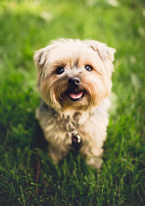 Free Images : puppy, animal, canine, pet, face, furry, yorkie ...