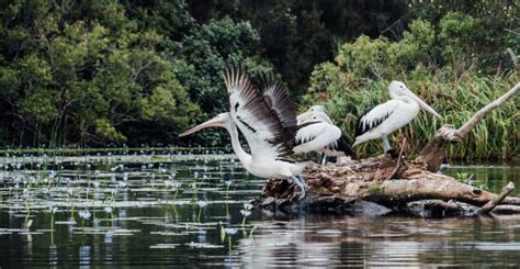 Noosa Everglades, Noosa - Book Tickets & Tours | GetYourGuide