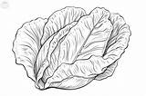 Lettuce Coloring Pages sketch template